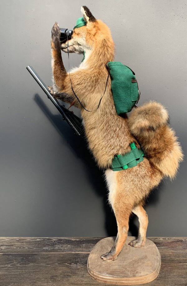 Ausgestopfter fuchs als Jäger