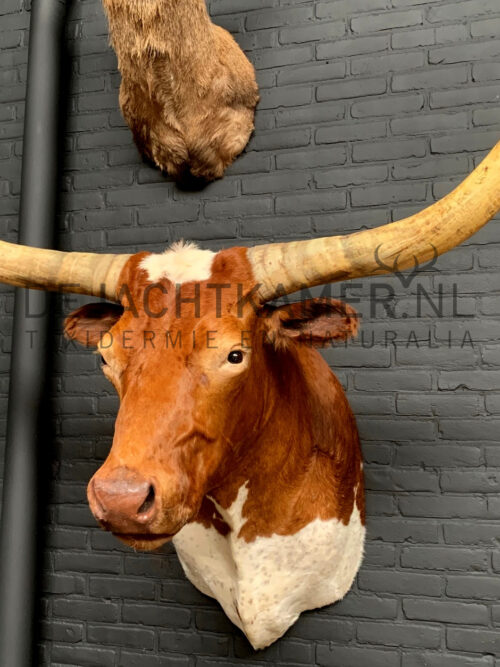 Opgezette kop van een enorme Watusi Stier