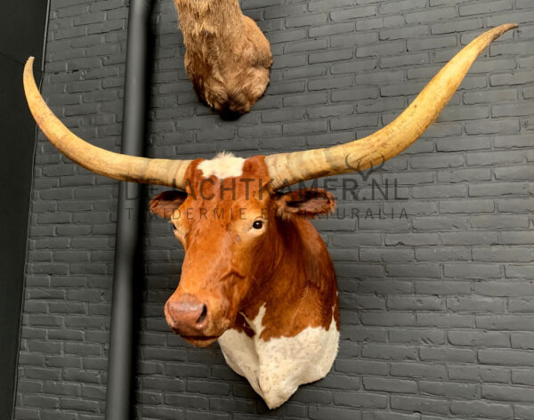 Mounted head of a huge Watusi Taurus