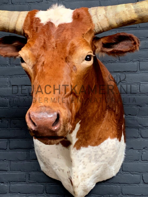 Mounted head of a huge Watusi Taurus