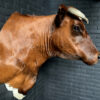 Taxidermy Red Cow