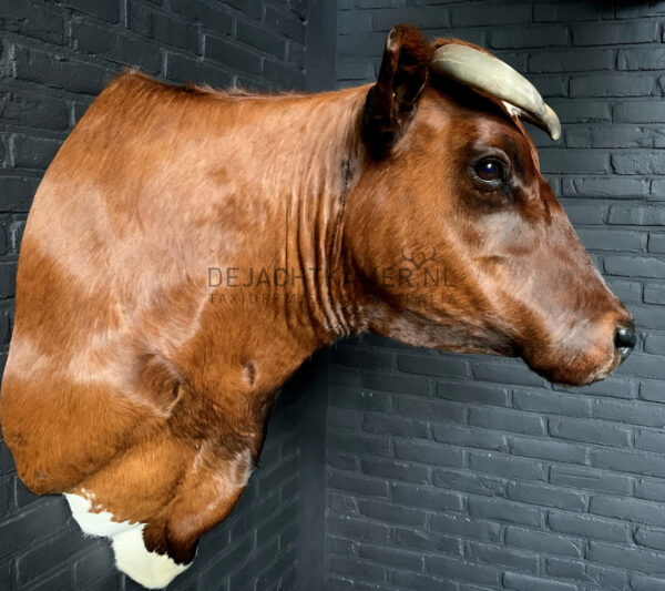 Opgezette Brandrode koe. koeienkop