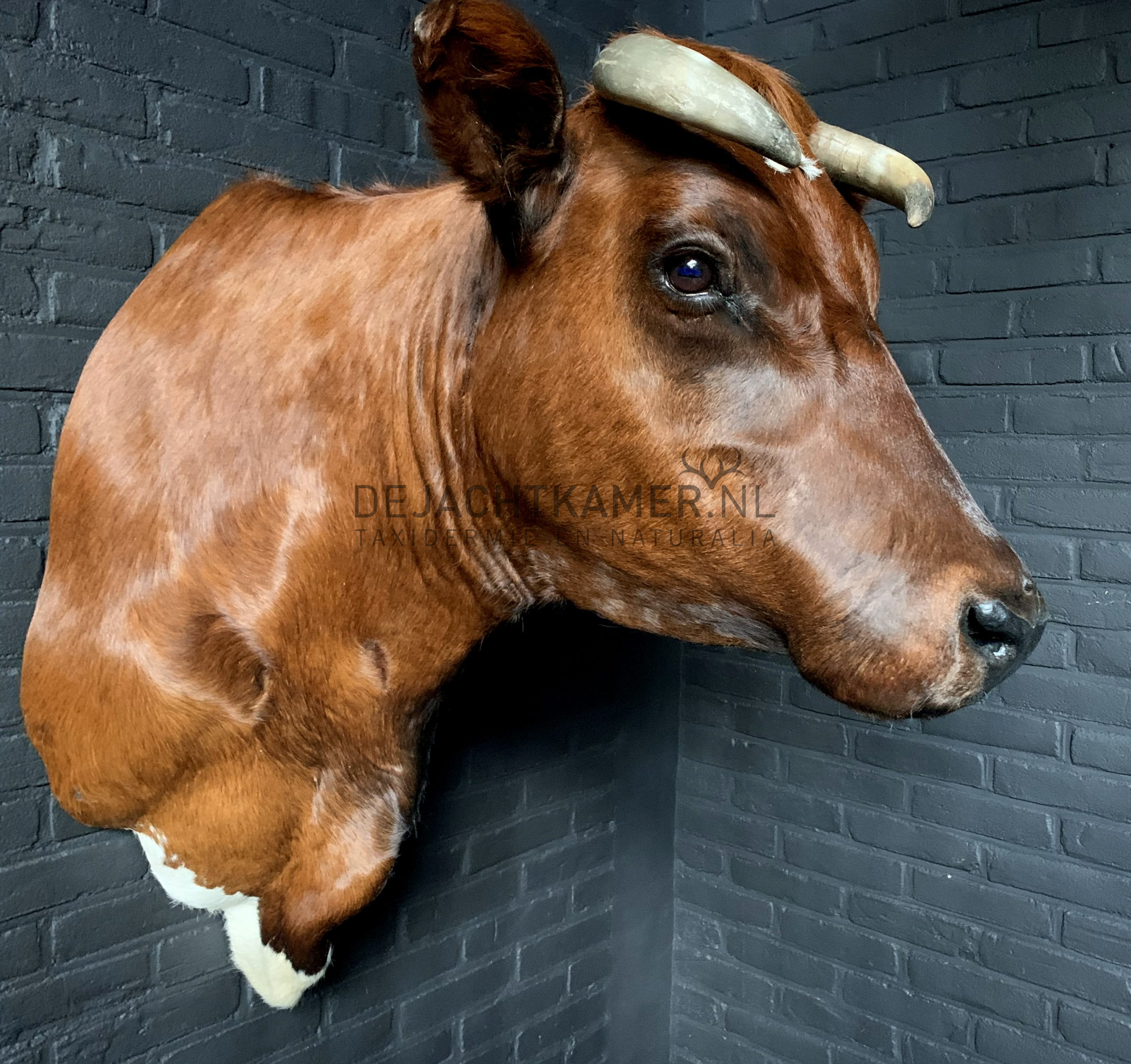 Echt niet Gelukkig is dat jaloezie Opgezette Brandrode koe. koeienkop - BEAST Interiors