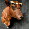 Taxidermy Red Cow