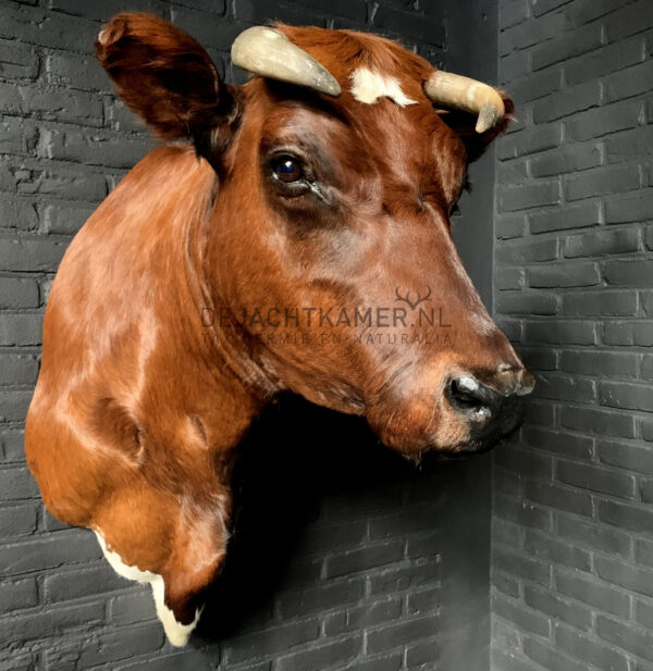 Taxidermy Red Cow