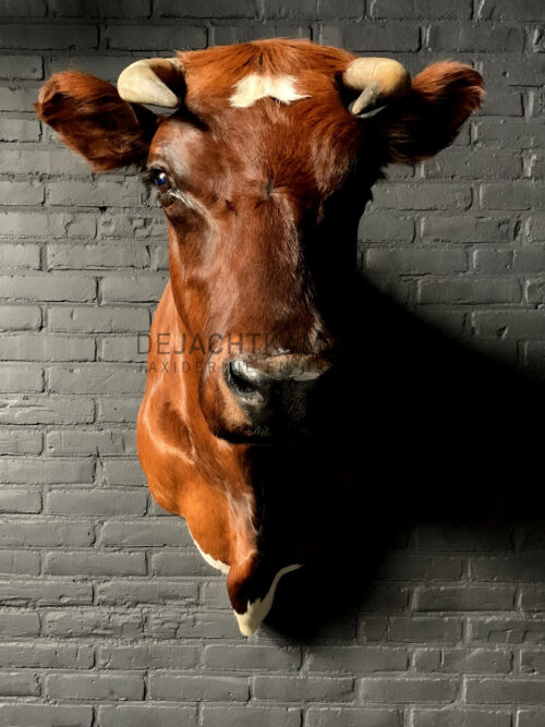 Taxidermy Red Cow