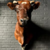 Taxidermy Red Cow