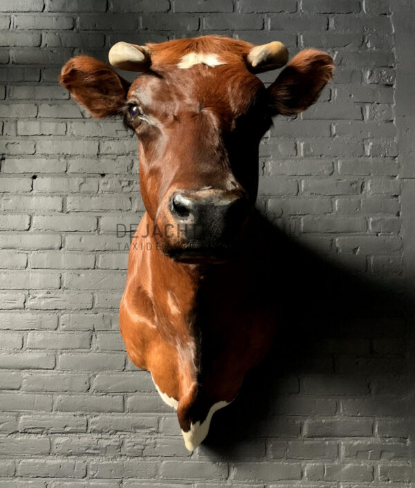 Taxidermy Red Cow