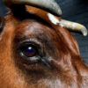 Taxidermy Red Cow