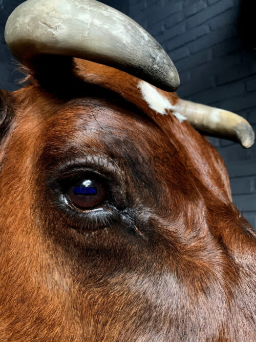 Taxidermy Red Cow