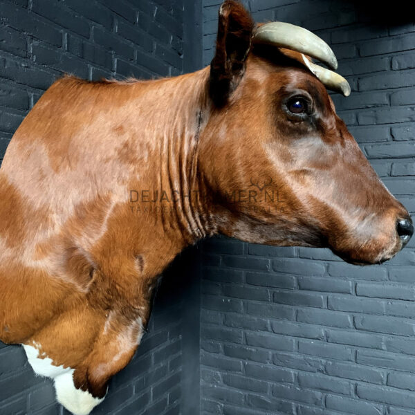 Taxidermy Red Cow