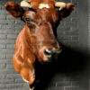 Taxidermy Red Cow