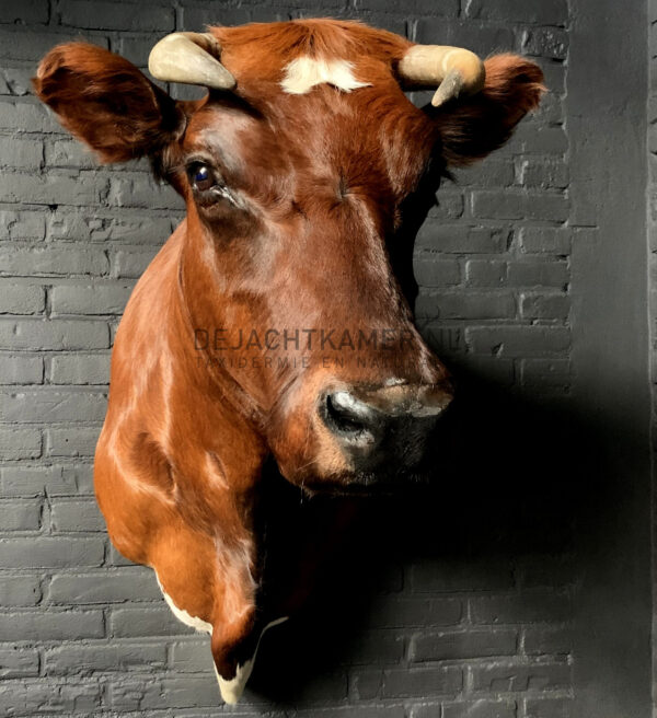 Taxidermy Red Cow