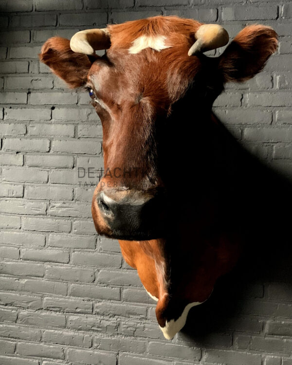 Taxidermy Red Cow