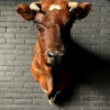 Taxidermy Red Cow