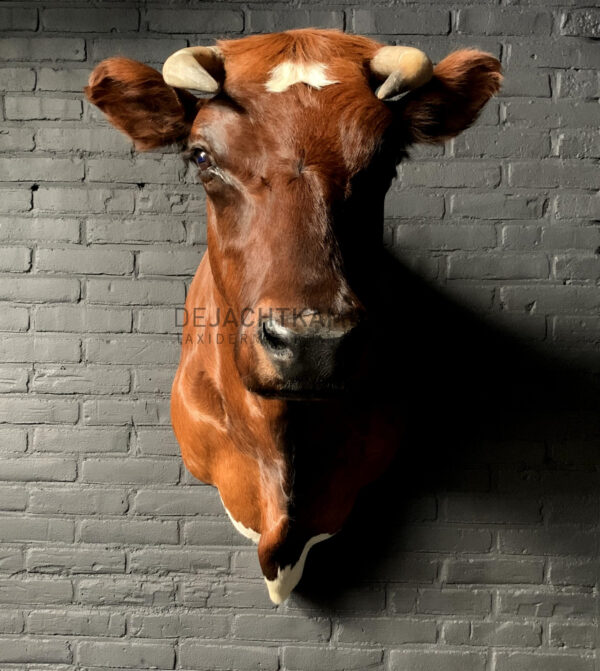 Opgezette Brandrode koe. koeienkop