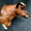 Taxidermy Red Cow