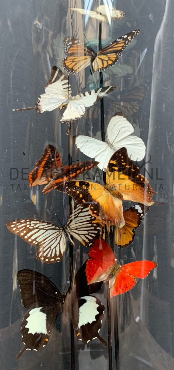 Antique dome filled with a mix of colourful butterflies (autumn shades)