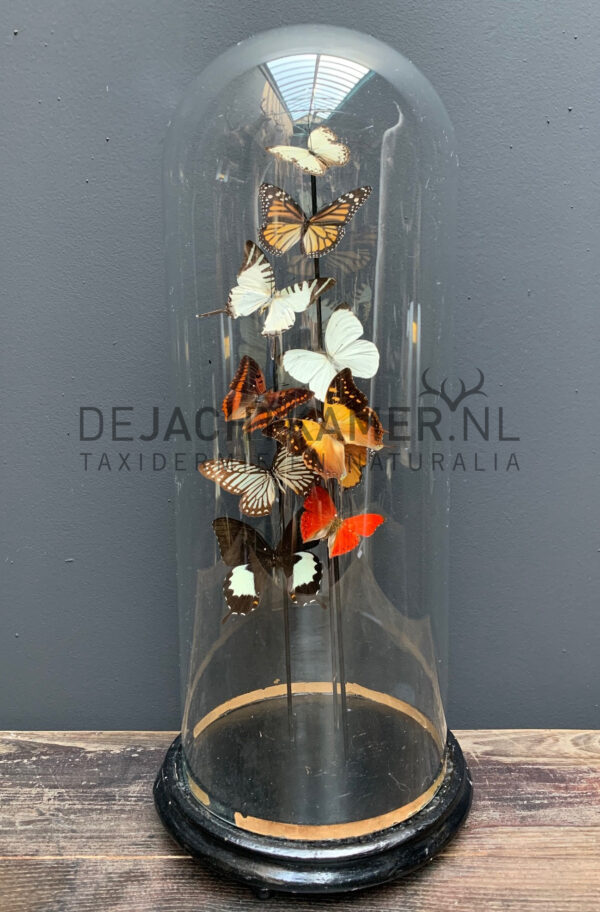 Antieke stolp gevuld met een mix van kleurrijke vlinders (herfsttinten). Vlinderstolp