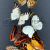 Antique dome filled with a mix of colourful butterflies (autumn shades)