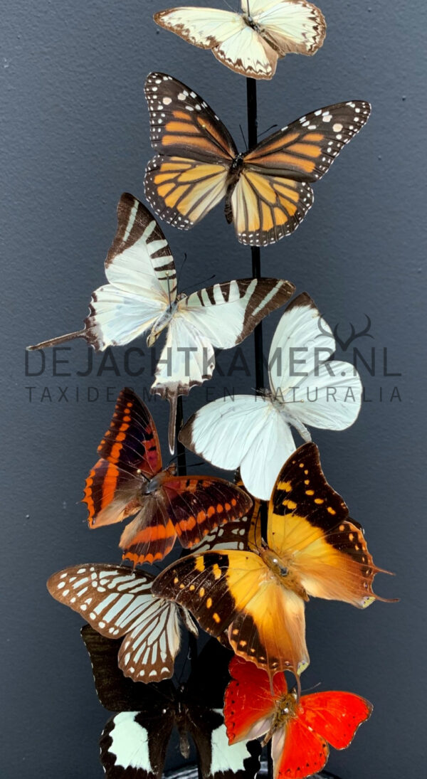 Antique dome filled with a mix of colourful butterflies (autumn shades)