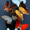 Antique dome filled with a mix of colourful butterflies (autumn shades)