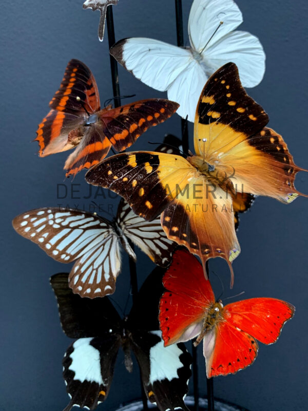 Antique dome filled with a mix of colourful butterflies (autumn shades)