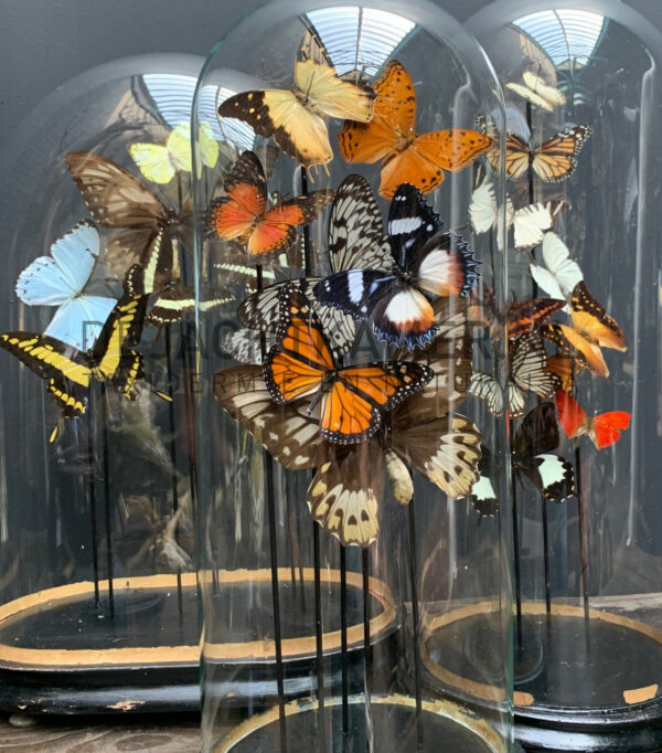 Antique dome filled with a mix of colourful butterflies (autumn shades)