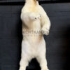 Taxidermy polar bear