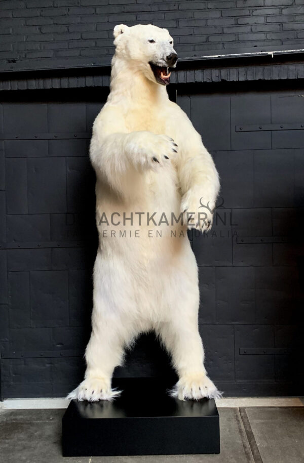 Taxidermy polar bear