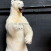 Taxidermy polar bear