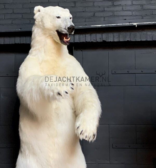 Taxidermy polar bear