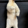 Taxidermy polar bear