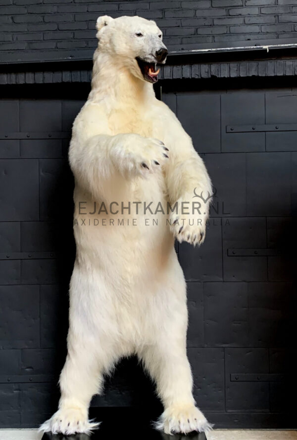 Taxidermy polar bear