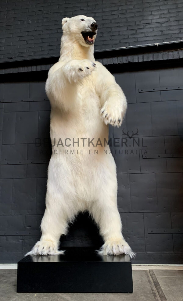 Taxidermy polar bear