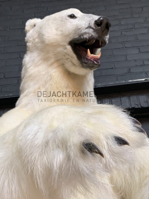 Taxidermy polar bear