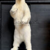 Taxidermy polar bear