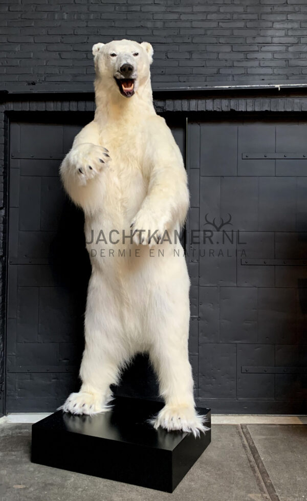 Taxidermy polar bear