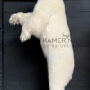 Taxidermy polar bear