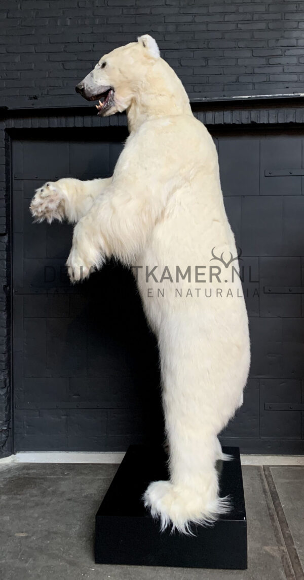 Taxidermy polar bear