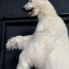 Taxidermy polar bear