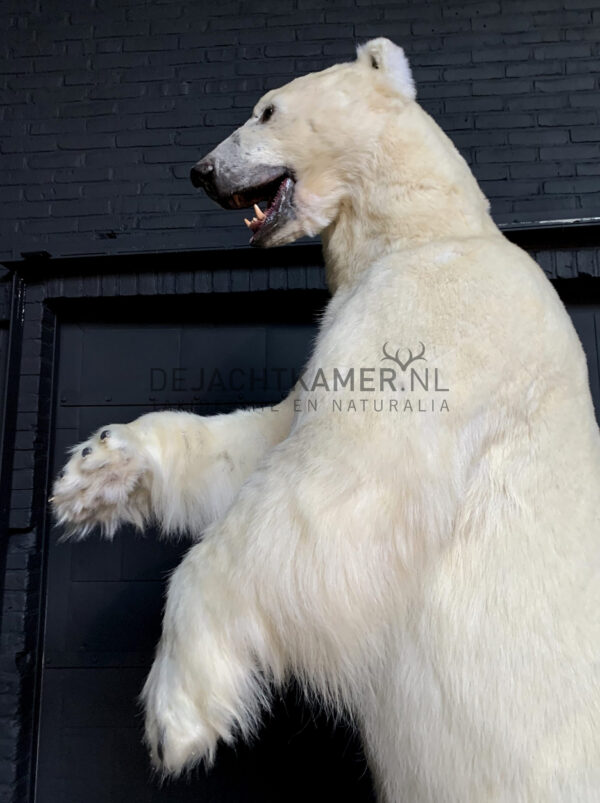 Kürzlich ausgestopfter Eisbär