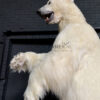 Taxidermy polar bear