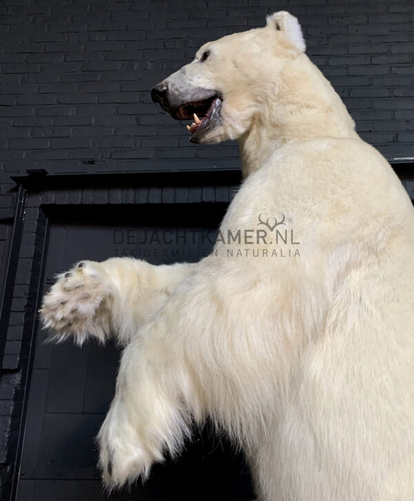 Taxidermy polar bear