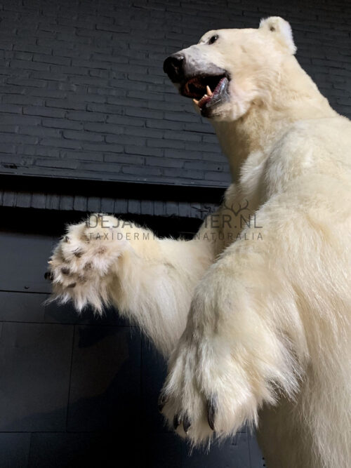 Recent opgezette ijsbeer