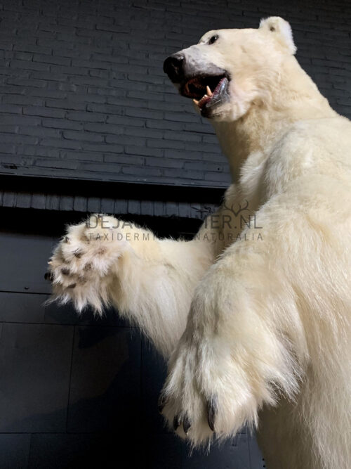 Kürzlich ausgestopfter Eisbär