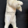 Taxidermy polar bear