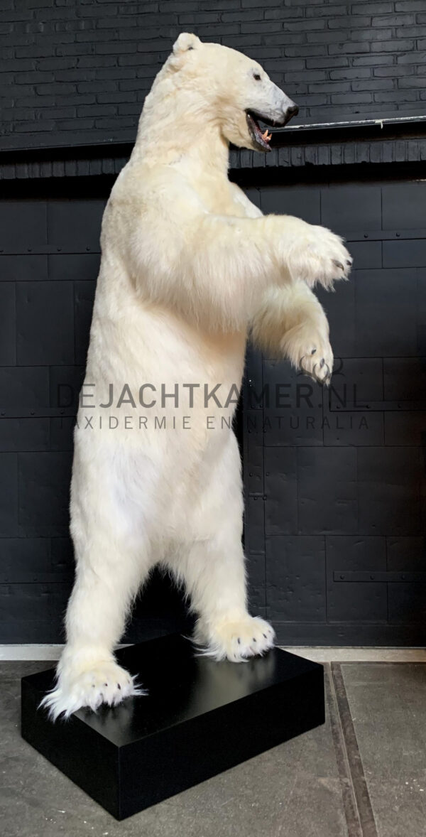 Taxidermy polar bear