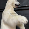 Taxidermy polar bear