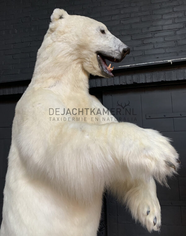 Kürzlich ausgestopfter Eisbär